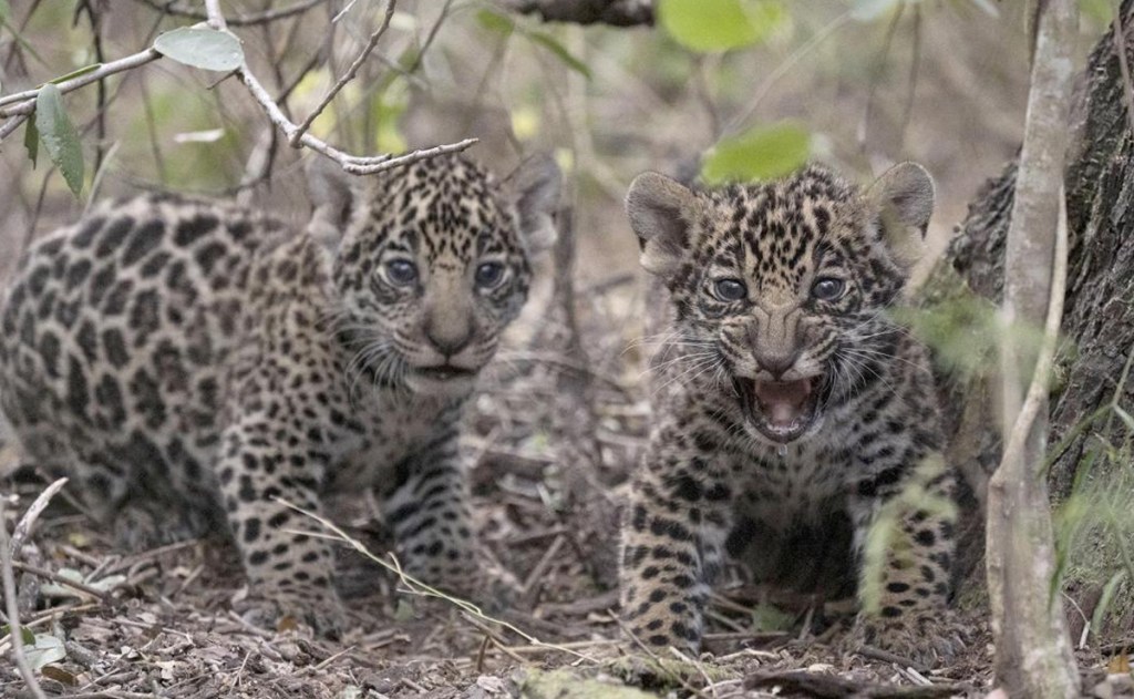 Misterio por dos cachorros desaparecidos tras un operativo de fauna en&nbsp;Misiones