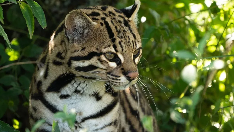 Trasladaron a “Messi”, un ocelote clave para la recuperación de la especie en el&nbsp;Iberá
