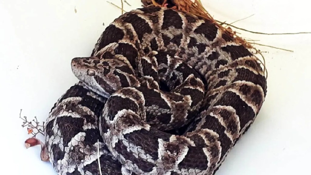 Aumentan los casos de mordidas de seprientes en&nbsp;Salta