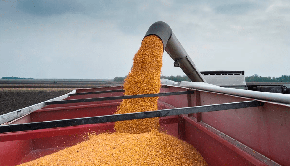Récord en el campo: las ventas de maíz se dispararon y ya hay 27 millones de toneladas comprometidas