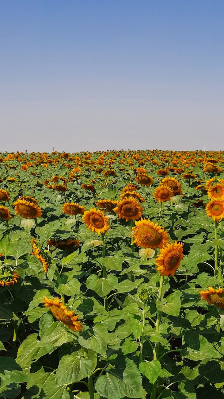 Hibridos de girasol: Zeta Semillas intenta expandir su&nbsp;participacion