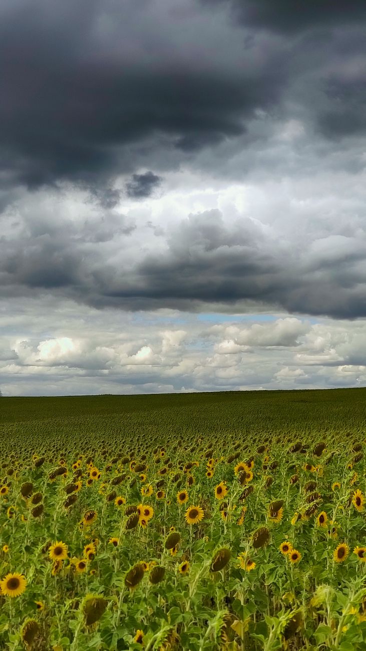 Girasol domina: logra su máximo de molienda mientras soja se&nbsp;desmorona
