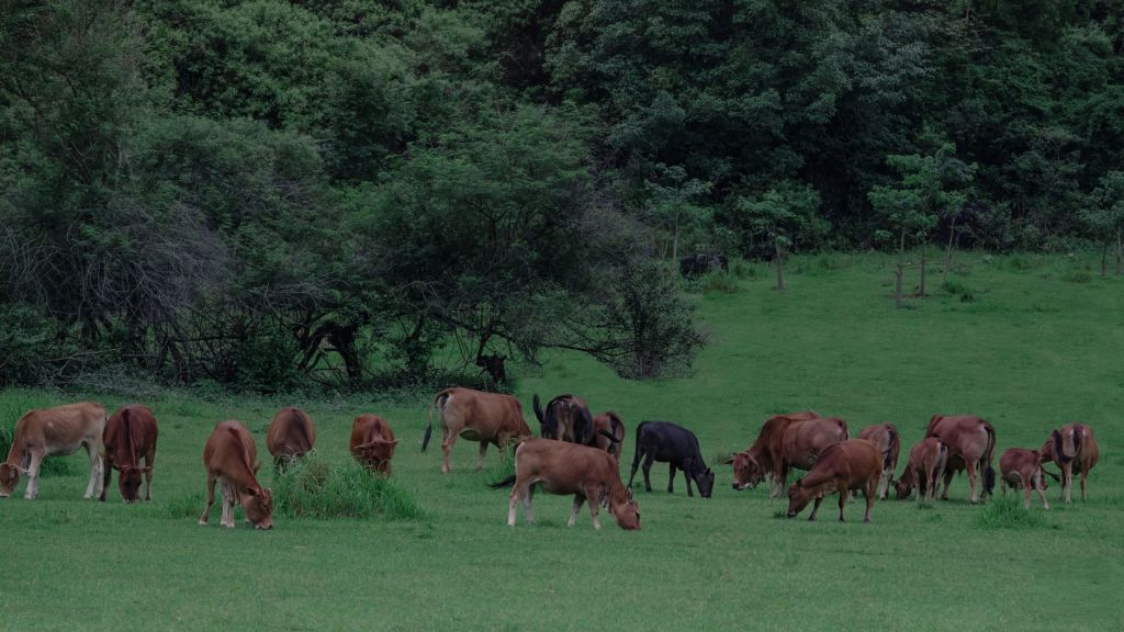 Nueva ganaderia argentina: animales de mayor tamaño para mercados&nbsp;globales