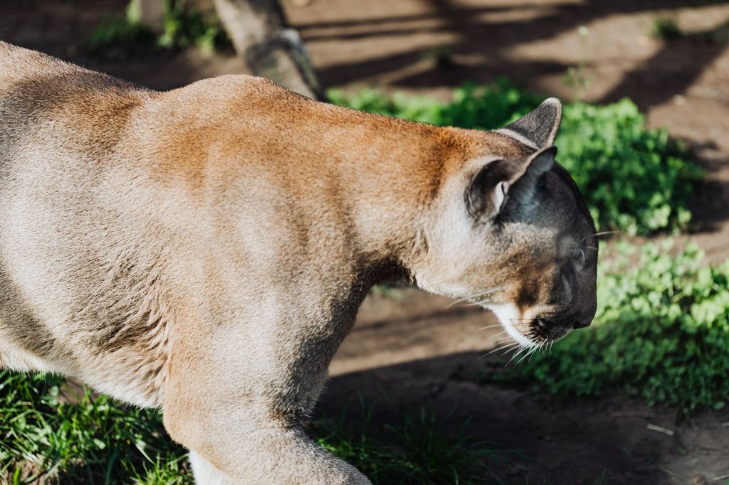 Depredacion de pumas fuerza productores a construir jaulas o dejar&nbsp;ganaderia