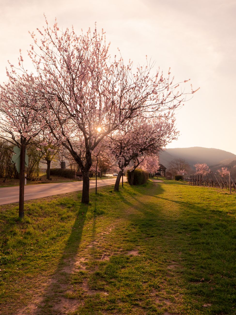 Reconversion en almendros: productor reacciona ante&nbsp;competencia